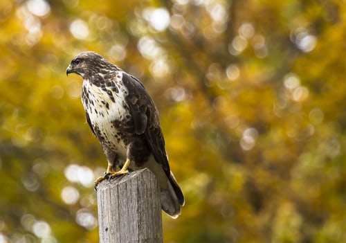 The Millennial Falcon in our Backyard